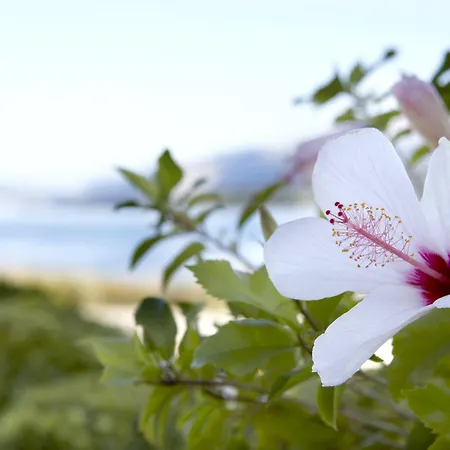 Thalassa Boutique - Adults Only Argostoli (Kefalonia)